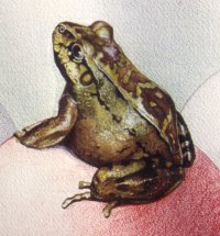 Detail from "The observing frogs"
