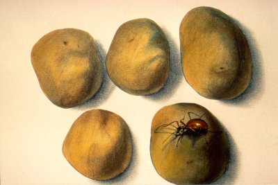 Terre des pommes - Patatoe land (1979) by Arlette Steenmans