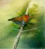 "Oiseau - Bird" (22 + 15 kb)  by Arlette Steenmans