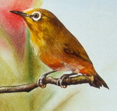"Oiseau - Bird" (1990)  by Arlette Steenmans