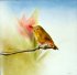 "Oiseau - Bird" (15 + 14 kb)  by Arlette Steenmans