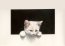 "Le chat blanc - The white cat" (38kb)  by Arlette Steenmans
