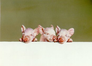 "Les trois porcelets - The three piglets" (1999)  by Arlette Steenmans