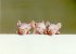 "Les trois porcelets - The three piglets" (11 kb)  by Arlette Steenmans