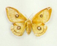 "Collection de papillons - Butterfly collection" (1999)  by Arlette Steenmans