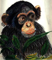 Phillip's Chimp by Phil Cross