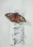 "Papillon - Butterfly" (15 kb)&nbsp; by Arlette Steenmans