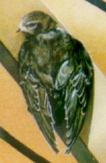 "Le martinet noir - The swift" (1994)&nbsp; by Arlette Steenmans DETAIL