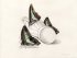 "Papillons et bouteille - Butterflies and bottle" (18 kb)&nbsp; by Arlette Steenmans