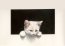 "Le chat blanc - The white cat" (38kb)&nbsp; by Arlette Steenmans