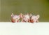 "Les trois porcelets - The three piglets" (11 kb)&nbsp; by Arlette Steenmans