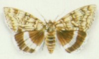 "Collection de papillons - Butterfly collection" (1999)&nbsp; by Arlette Steenmans