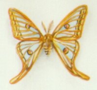 "Collection de papillons - Butterfly collection" (1999)&nbsp; by Arlette Steenmans