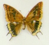 "Collection de papillons - Butterfly collection" (1999)&nbsp; by Arlette Steenmans