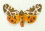 "Collection de papillons - Butterfly collection" (1999)&nbsp; by Arlette Steenmans