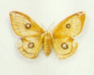 "Collection de papillons - Butterfly collection" (1999)&nbsp; by Arlette Steenmans