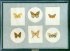 "Collection de papillons - Butterfly collection" (20+6+8+6+4+7+5 kb)&nbsp; by Arlette Steenmans
