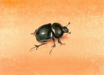 Le col�opt�re noir - The black chafer (1999) by Arlette Steenmans