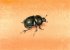 Le col�opt�re noir - The black chafer (20 kb) by Arlette Steenmans