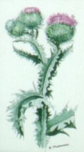"Collection de fleurs - Flower collection" (1999)&nbsp; by Arlette Steenmans