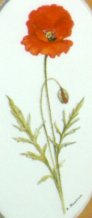 "Collection de fleurs - Flower collection" (1999)&nbsp; by Arlette Steenmans