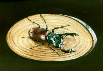 Les scarab�es - The bugs (1999) by Arlette Steenmans