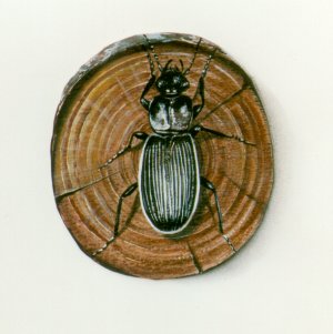 Les scarab�es - The bugs (1999) by Arlette Steenmans