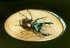 Les scarab�es - The bugs (17 + 21 kb) by Arlette Steenmans