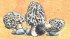 "Labels of Proven�al products" (<20 kb)&nbsp; by Arlette Steenmans
