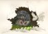"L'h�risson - The hedgehog" (29kb)&nbsp; by Arlette Steenmans