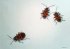 Trio de n�crophores - Trio of burying-beetles (20kb) by Arlette Steenmans