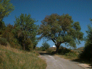 The landscape