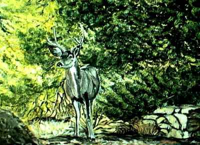 Mule