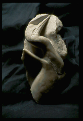 Emergence