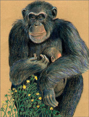 Mama Chimp by Nora Sallows